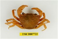 藏品(拉氏清溪蟹)的圖片